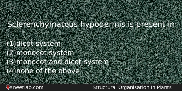 Sclerenchymatous Hypodermis Is Present In Biology Question 
