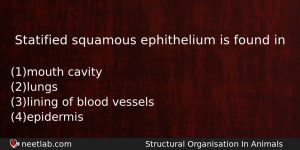 Statified Squamous Ephithelium Is Found In Biology Question