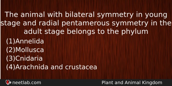 The Animal With Bilateral Symmetry In Young Stage And Radial Biology Question 