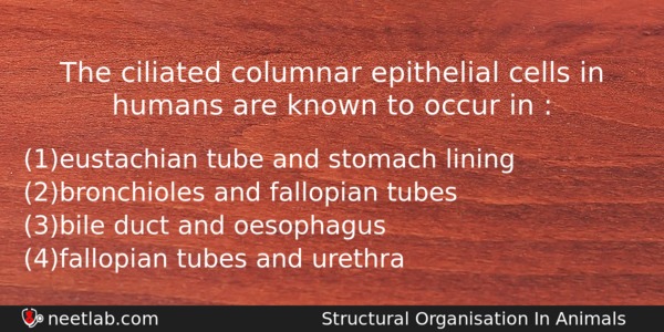 The Ciliated Columnar Epithelial Cells In Humans Are Known To Biology Question 
