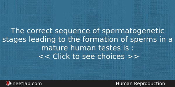 The Correct Sequence Of Spermatogenetic Stages Leading To The Formation Biology Question 