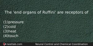 The End Organs Of Ruffini Are Receptors Of Biology Question