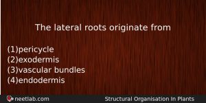 The Lateral Roots Originate From Biology Question