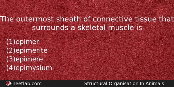 The Outermost Sheath Of Connective Tissue That Surrounds A Skeletal Biology Question 