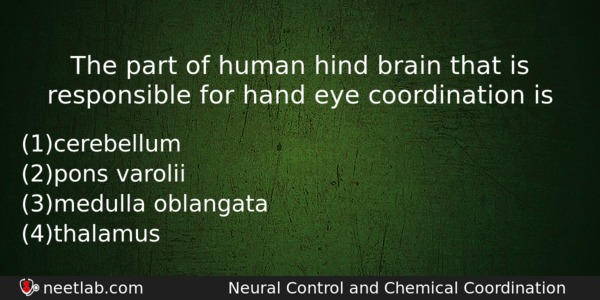 The Part Of Human Hind Brain That Is Responsible For Biology Question 