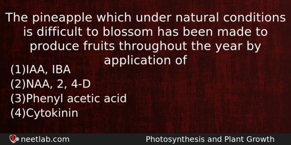 The Pineapple Which Under Natural Conditions Is Difficult To Blossom Biology Question 