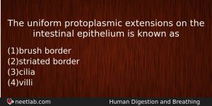 The Uniform Protoplasmic Extensions On The Intestinal Epithelium Is Known Biology Question
