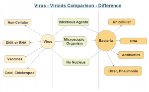 Difference between Virus and Bacteria - NEETLab