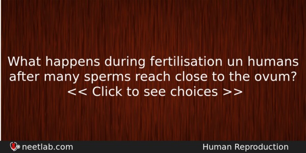 What Happens During Fertilisation Un Humans After Many Sperms Reach Biology Question 