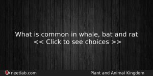 What Is Common In Whale Bat And Rat Biology Question