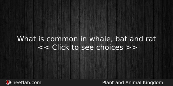 What Is Common In Whale Bat And Rat Biology Question 