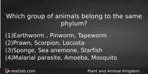 Which Group Of Animals Belong To The Same Phylum Biology Question