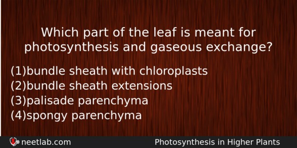 Which Part Of The Leaf Is Meant For Photosynthesis And Biology Question 