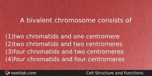 A Bivalent Chromosome Consists Of Biology Question