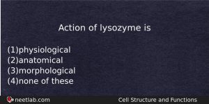 Action Of Lysozyme Is Biology Question