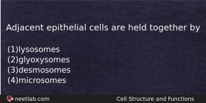 Adjacent Epithelial Cells Are Held Together By Biology Question