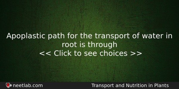 Apoplastic Path For The Transport Of Water In Root Is Biology Question 