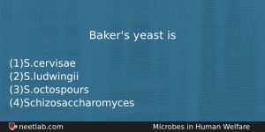 Bakers Yeast Is Biology Question