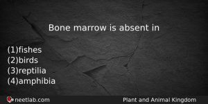 Bone Marrow Is Absent In Biology Question