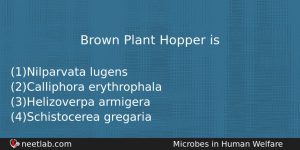 Brown Plant Hopper Is Biology Question