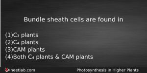 Bundle Sheath Cells Are Found In Biology Question