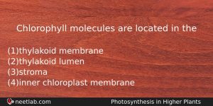 Chlorophyll Molecules Are Located In The Biology Question