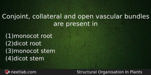 Conjoint Collateral And Open Vascular Bundles Are Present In Biology Question