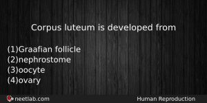 Corpus Luteum Is Developed From Biology Question