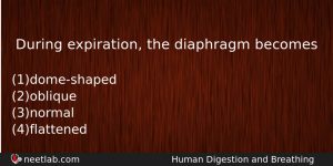 During Expiration The Diaphragm Becomes Biology Question