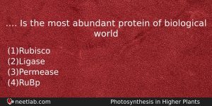 Is The Most Abundant Protein Of Biological World Biology Question