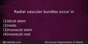 Radial Vascular Bundles Occur In Biology Question