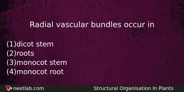 Radial Vascular Bundles Occur In Biology Question 