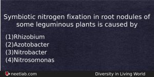 Symbiotic Nitrogen Fixation In Root Nodules Of Some Leguminous Plants Biology Question