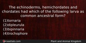 The Echinoderms Hemichordates And Chordates Had Which Of The Following Biology Question