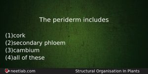 The Periderm Includes Biology Question