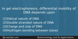 In Gel Electrophoresis Differential Mobility Of Dna Depends Upon Biology Question