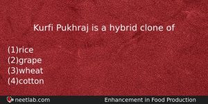 Kurfi Pukhraj Is A Hybrid Clone Of Biology Question