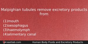 Malpighian Tubules Remove Excretory Products From Biology Question