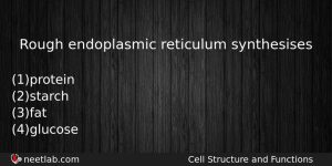 Rough Endoplasmic Reticulum Synthesises Biology Question