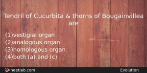 Tendril Of Cucurbita Thorns Of Bougainvillea Are Biology Question