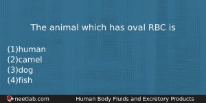 The Animal Which Has Oval Rbc Is Biology Question