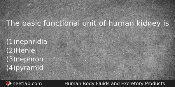 The Basic Functional Unit Of Human Kidney Is Biology Question 
