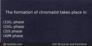 The Formation Of Chromatid Takes Place In Biology Question