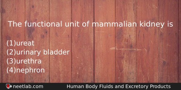 The Functional Unit Of Mammalian Kidney Is Biology Question 