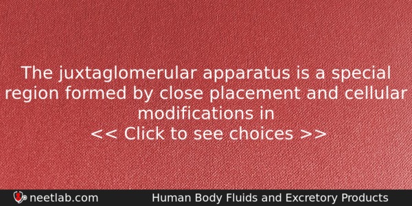 The Juxtaglomerular Apparatus Is A Special Region Formed By Close Biology Question 