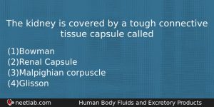 The Kidney Is Covered By A Tough Connective Tissue Capsule Biology Question