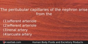 The Peritubular Capillaries Of The Nephron Arise From The Biology Question
