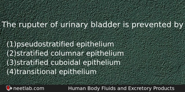 The Ruputer Of Urinary Bladder Is Prevented By Biology Question 