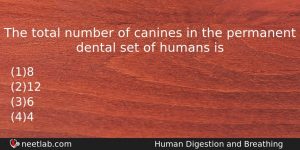 The Total Number Of Canines In The Permanent Dental Set Biology Question