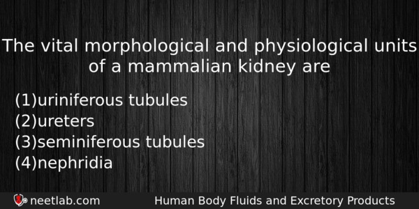 The Vital Morphological And Physiological Units Of A Mammalian Kidney Biology Question 